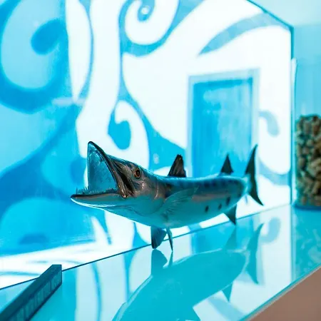 Barracuda - By Emerald Pollenca